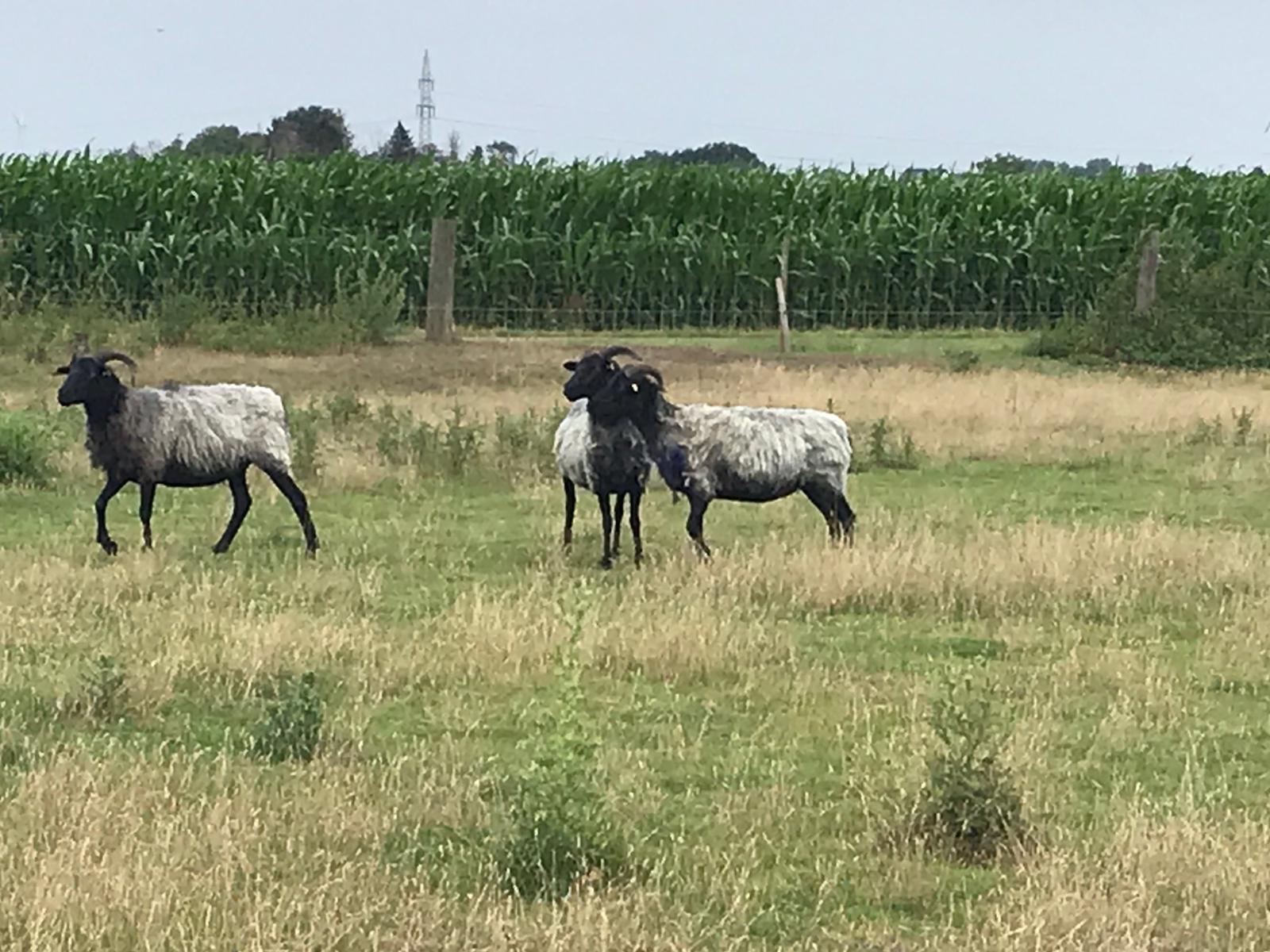 Eindruck vom Schmeddershof